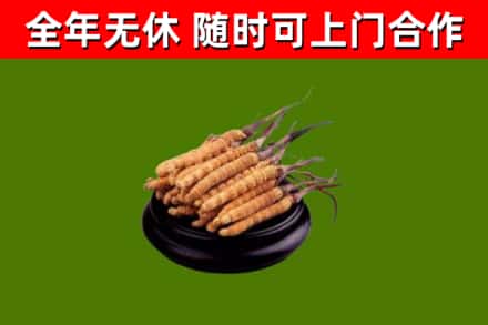 平谷烟酒回收冬虫夏草.jpg