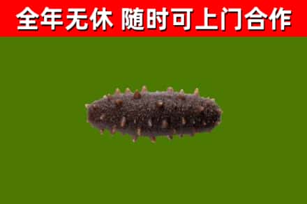 平谷烟酒回收干海参.jpg